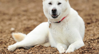 கிஷு - தைரியமான வேட்டைக்காரன்