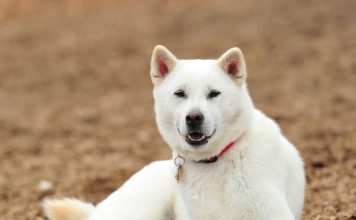 Kishu
