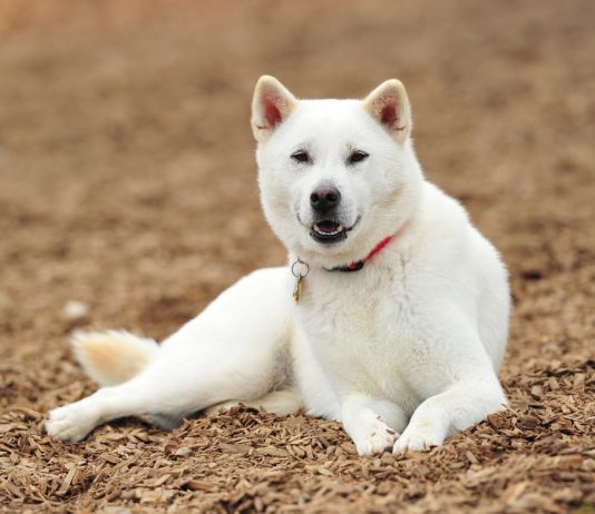 Kishu