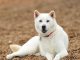 Kishu