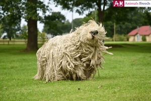 Komondor - Hungarian Sheepdog