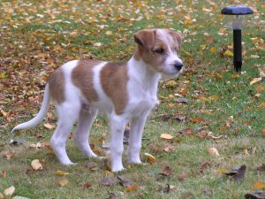 Kromfohrlander - Companion Dog