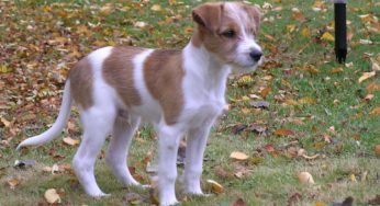 க்ரோம்ஃபோஹ்லாண்டர் - தோழர் நாய்