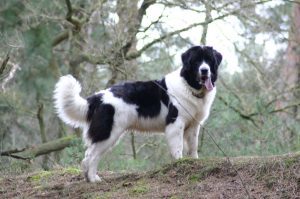Landseer - Companion To Fisherman