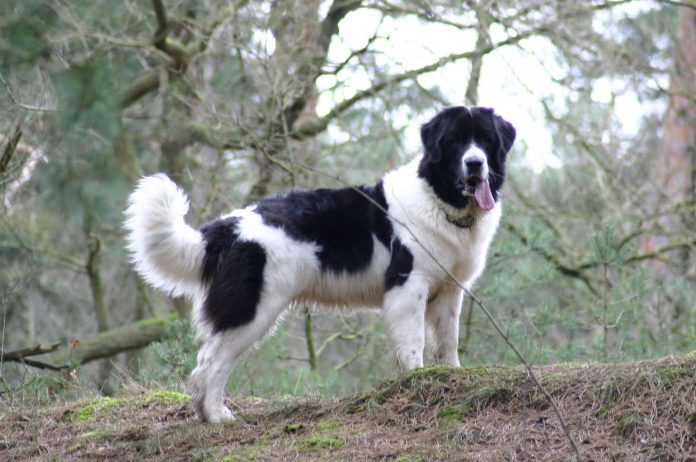 Landseer dog