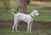 Rajapalayam dog