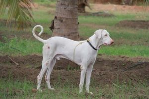 Rajapalayam Dog - Indian Sighthound