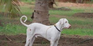 Rajapalayam dog