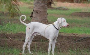 Rajapalayam Dog - Indian Sighthound Rajapalayam dog