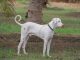 Rajapalayam dog