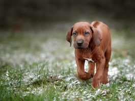 Rhodesian Ridgeback