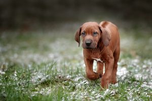 Rhodesian Ridgeback - Blend Of Scenthound and Sighthound