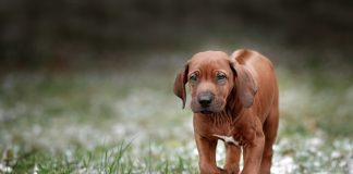 Rhodesian Ridgeback