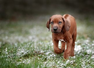 Rhodesian Ridgeback