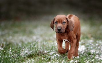 Rhodesian Ridgeback