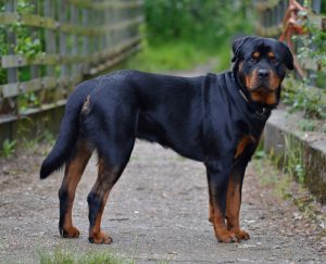 Rottweiler - A Robust Working Breed