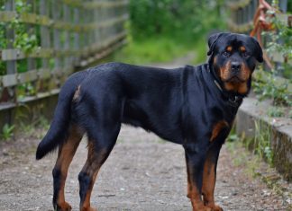 Rottweiler - A Robust Working Breed Rottweiler