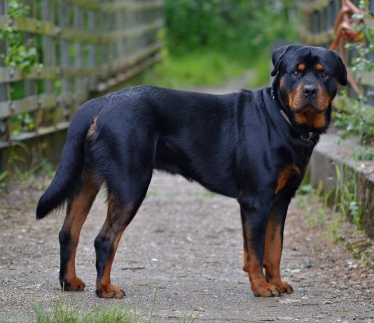 Rottweiler