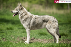 Saarloos Wolfdog - A Wolf Like Dog