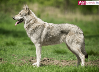 Saarloos Wolfdog - A Wolf Like Dog Saarloos Wolfdog