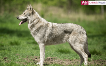 Saarloos Wolfdog