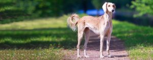 Saluki Dog - A Sight Hound