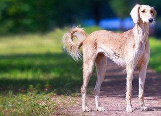 Saluki