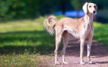 Saluki