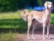Saluki
