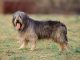 Sapsali - A Dog Breed That Dispels Evil Spirits Sapsali