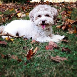 Schnekingese - A Vocal and Lively Dog