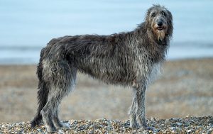 Scottish Deerhound - A Magnificent Beast