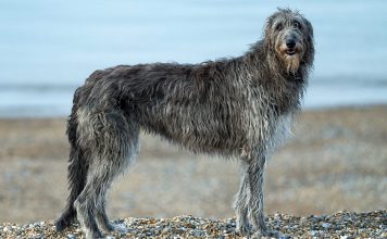 Scottish Deerhound