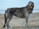 Scottish Deerhound