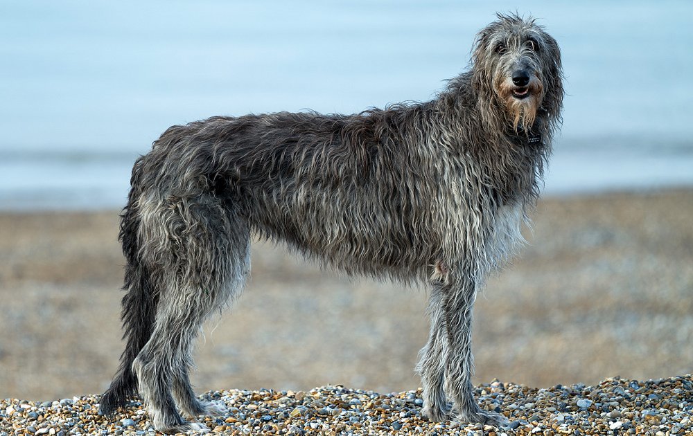 are scottish deerhound the most intelligent dogs