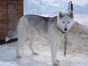 Seppala Siberian Sleddog - Highly Trainable Dogs