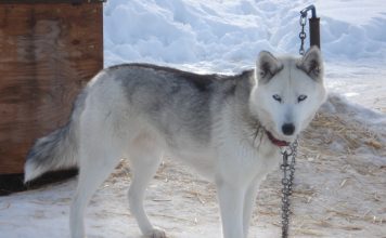 Seppala Siberian Sleddog