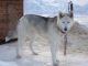 Seppala Siberian Sleddog - Highly Trainable Dogs Seppala Siberian Sleddog