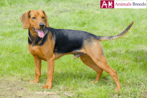 Serbian Hound - Also Known As Balkan Hound