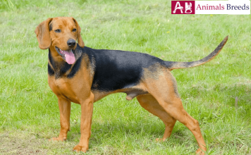 Serbian Hound