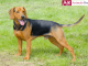 Serbian Hound