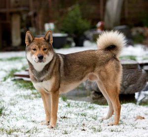 Shikoku Dog - A Dog Which Is Tough As Nail