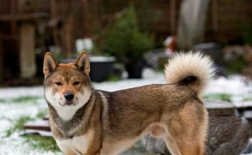Shikoku dog