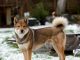 Shikoku dog