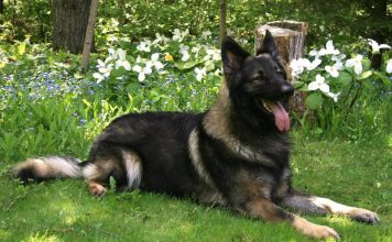 Shiloh Shepherd