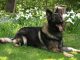 Shiloh Shepherd - A Dog Similar To German Shepherd Shiloh Shepherd