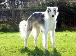 Silken Windhound