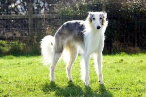 Silken Windhound - American Sighthound