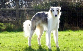Silken Windhound - American Sighthound Silken Windhound