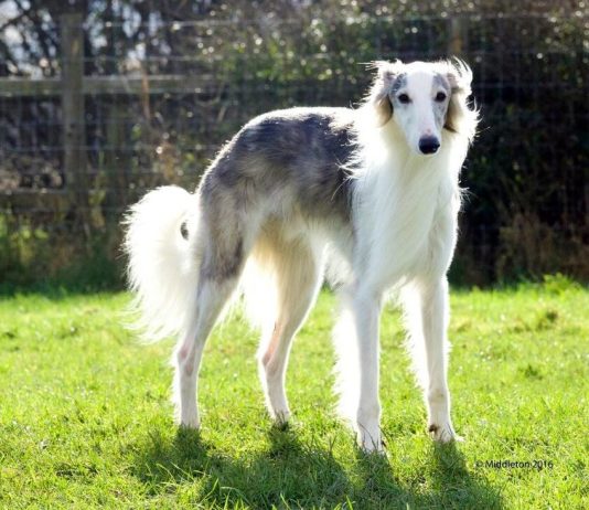 Silken Windhound